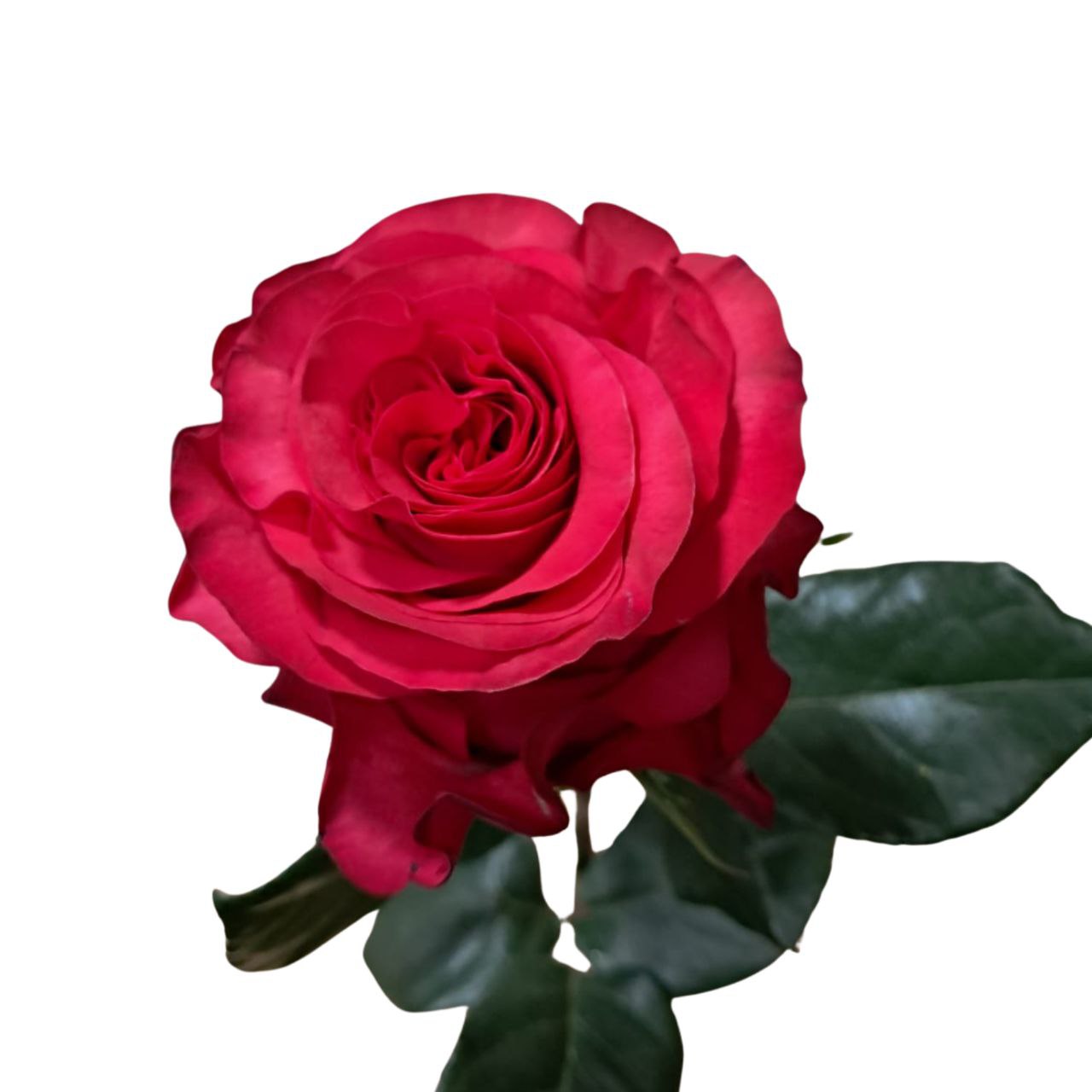 Роза гр экзотик берри в Москве