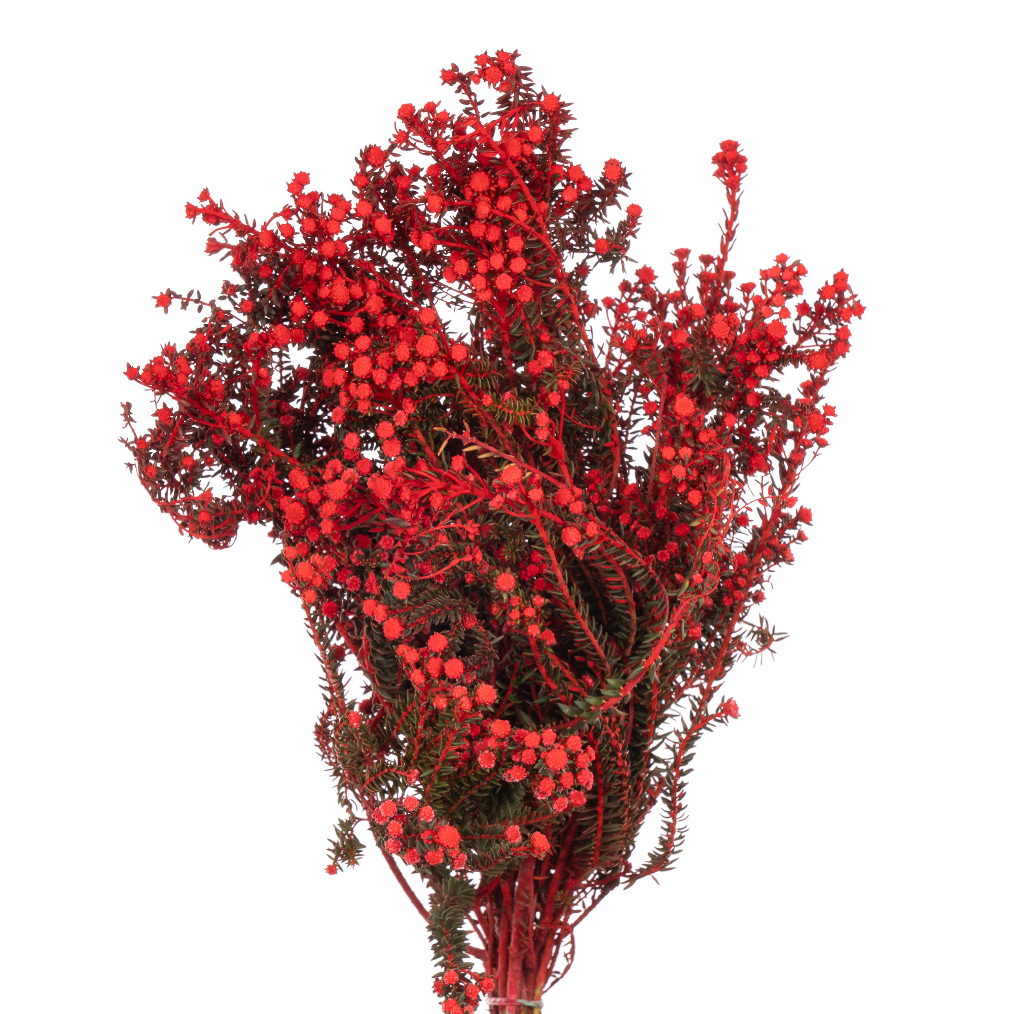 Филика краш. красная в Москве