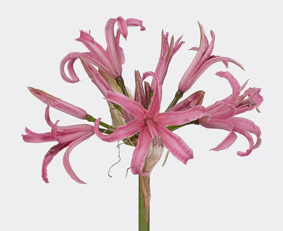 Нерине боудена корина в Москве