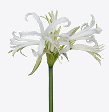 Nerine bowdenii polar bear
