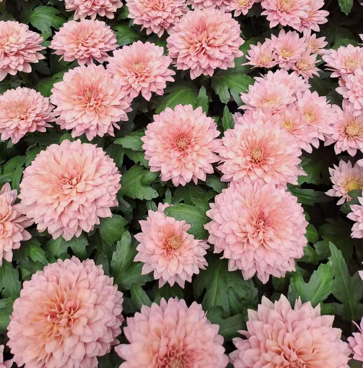 Хризантема гп бода в Санкт-Петербурге