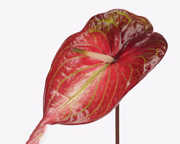 Антуриум карибиан в Санкт-Петербурге