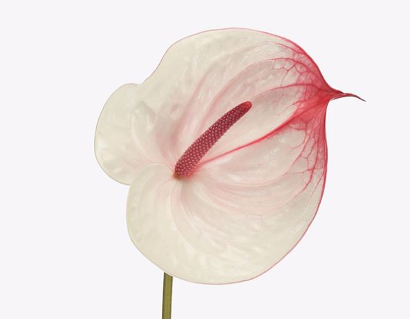 Антуриум кумбия в Санкт-Петербурге