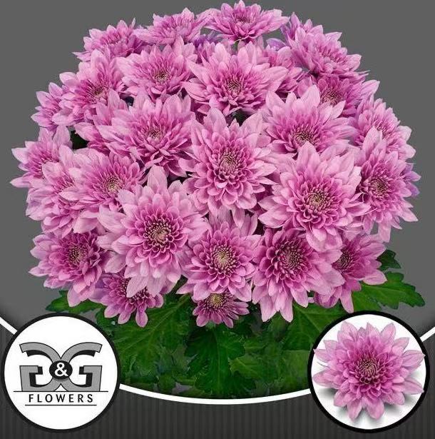 Хризантема куст суавесито