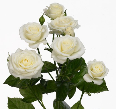 Роза куст вайт старс