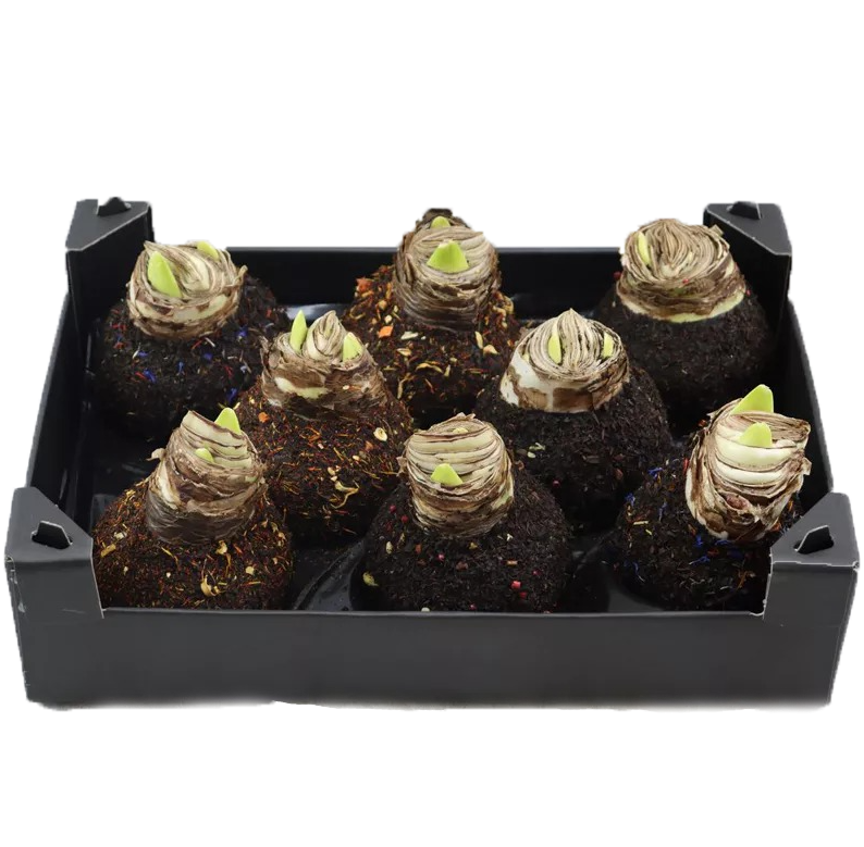 Декор луковица гиппеаструм винтер микс