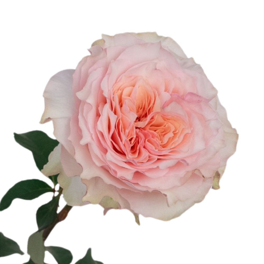 Роза однг ла дивайн в Москве