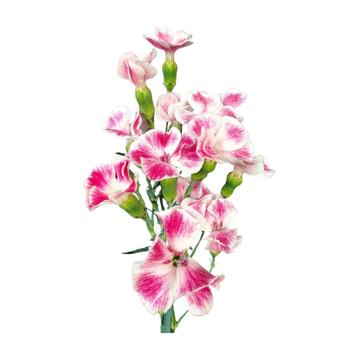 Гвоздика куст соломио ксиу