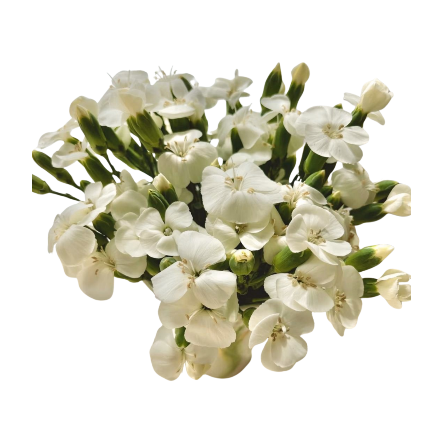 Гвоздика куст соломио ту ю