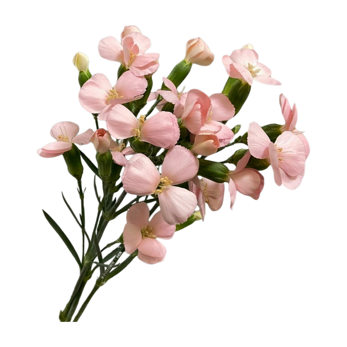 Гвоздика куст соломио каса