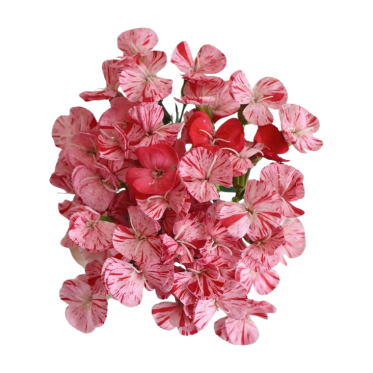 Гвоздика куст соломио литтл строберри