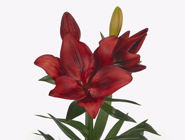 Лилия ла вуэльта