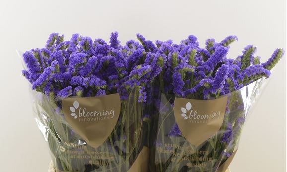 Статица марина в Москве