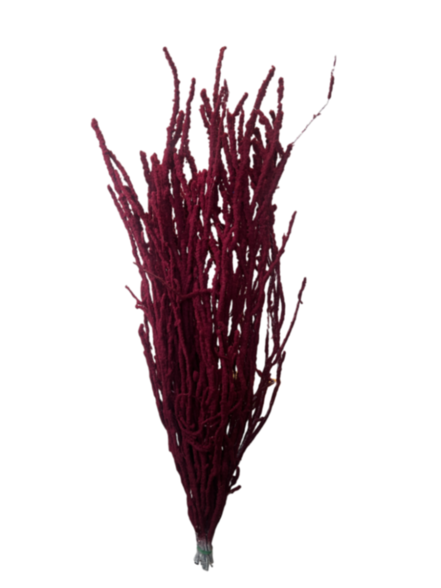 Ветки Береза краш. бордо заснеженная