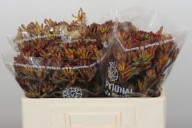 Анигозантус буш блитс в Москве