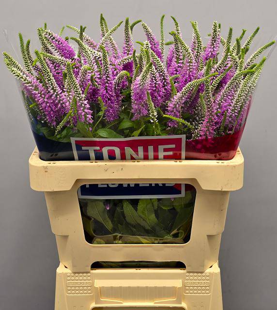 Вероника куст эвике в Москве