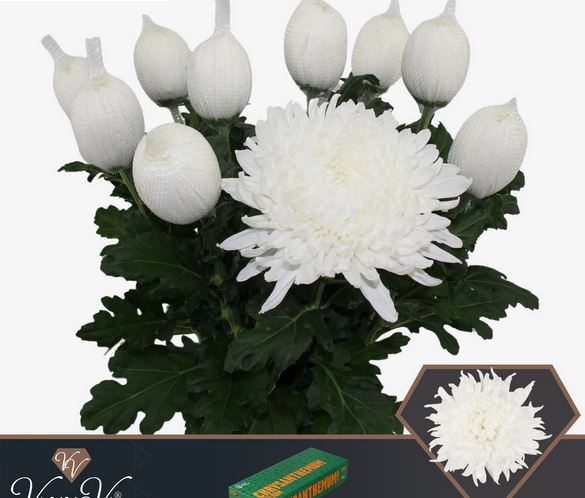 Хризантема однг стравина в Москве