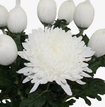 Хризантема однг стравина в Москве