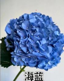 Гидрангия хайлань