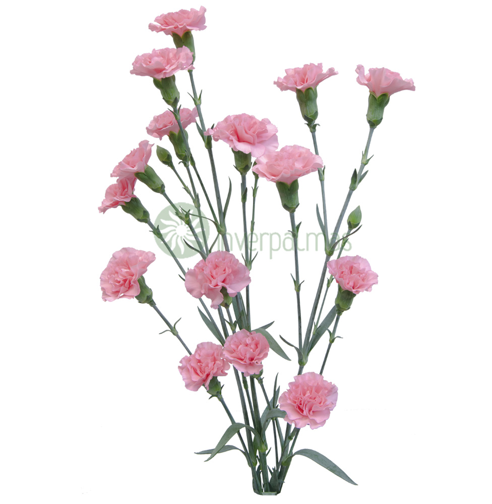 Гвоздика куст раскал пинк