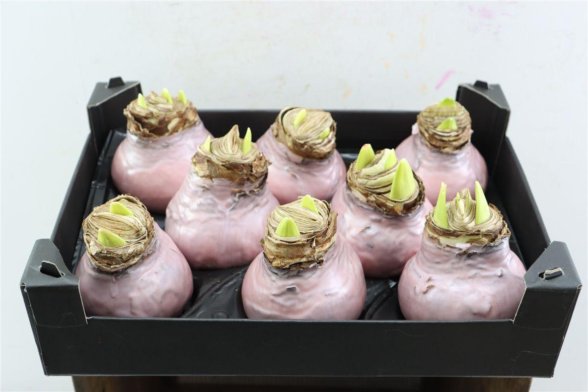 Декор луковица гиппеаструм в воске кремовая