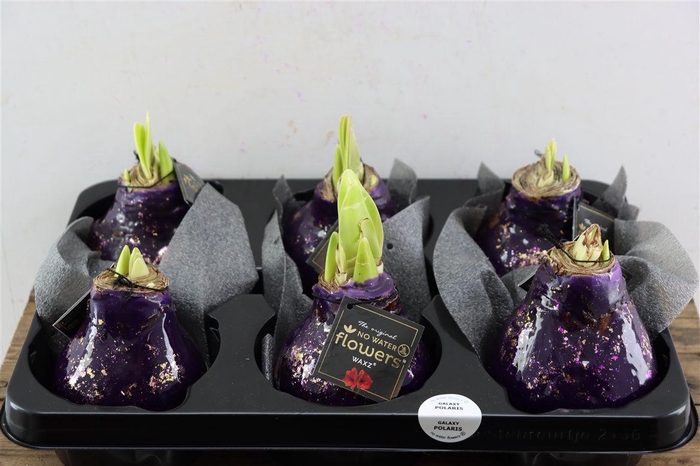 Декор луковица гиппеаструм в воске пурпурная