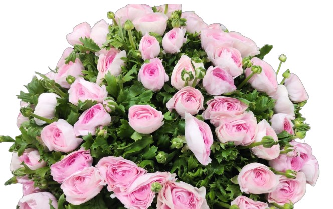 Ранункулус клуни мадам х50