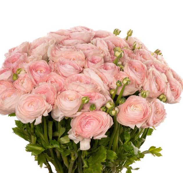 Ранункулус клуни мадам х50