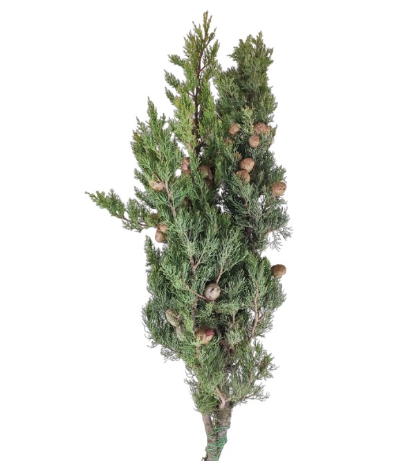 Ветки Купрессус лонг с шишками