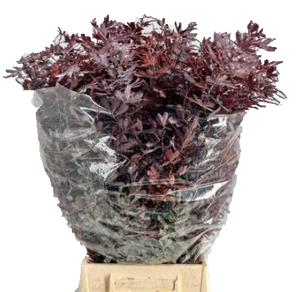 Мимоза лонг балеяна красная в Москве