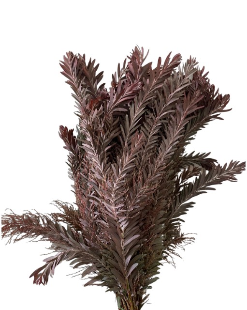 Мимоза лонг сильвер мун красная в Москве