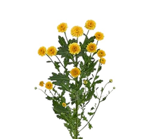 Хризантема са миллер оранж в Новосибирске