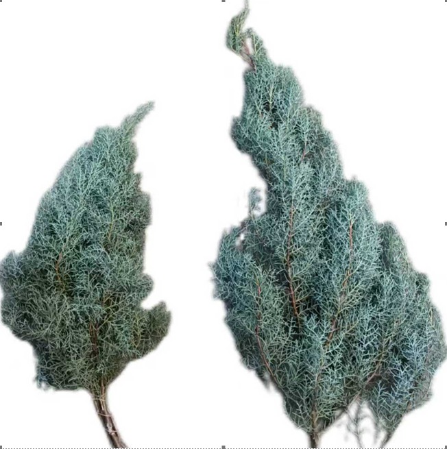 Сосна сильвер сноу в Москве