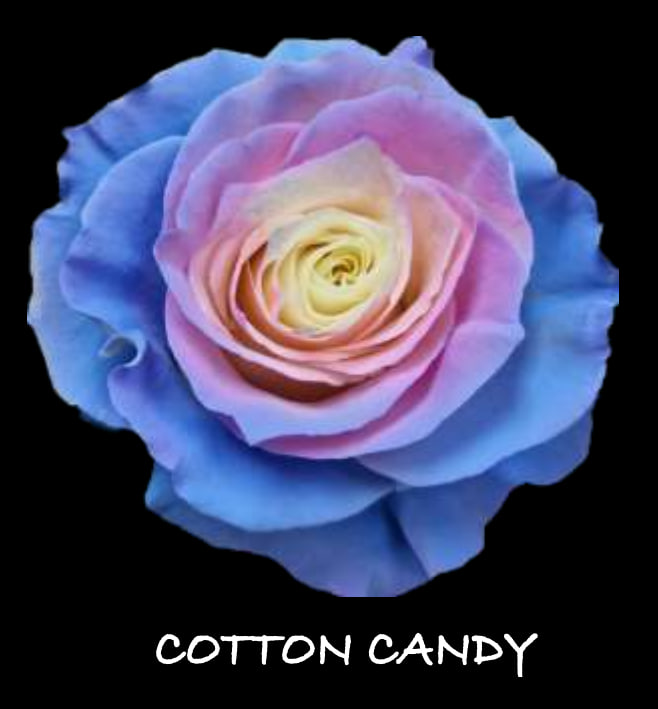 Роза краш. однг коттон кэнди в Москве