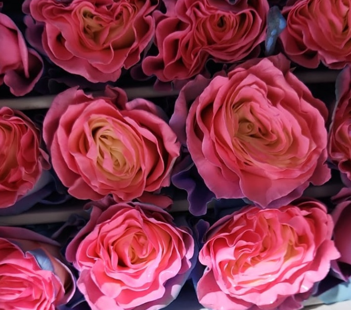 Rose tinted baby blue pink
