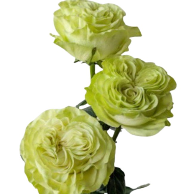 Роза однг экзотик минт