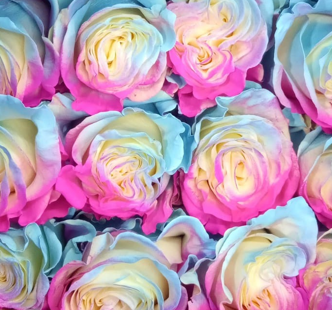 Роза краш. однг свити пай фенси