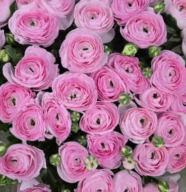 Ранункулус клуни баллерино х50