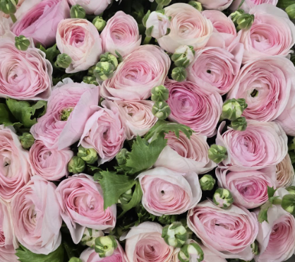 Ранункулус клуни гарем x50