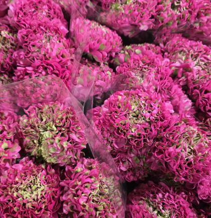 Ранункулус пон-пон пума