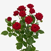 Роза куст карадонна