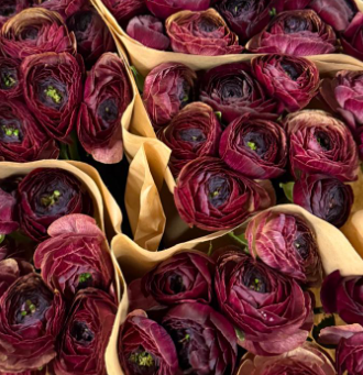 Ранункулус клуни блэк х50