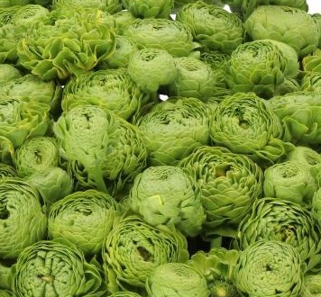 Ранункулус пон-пон эллиот