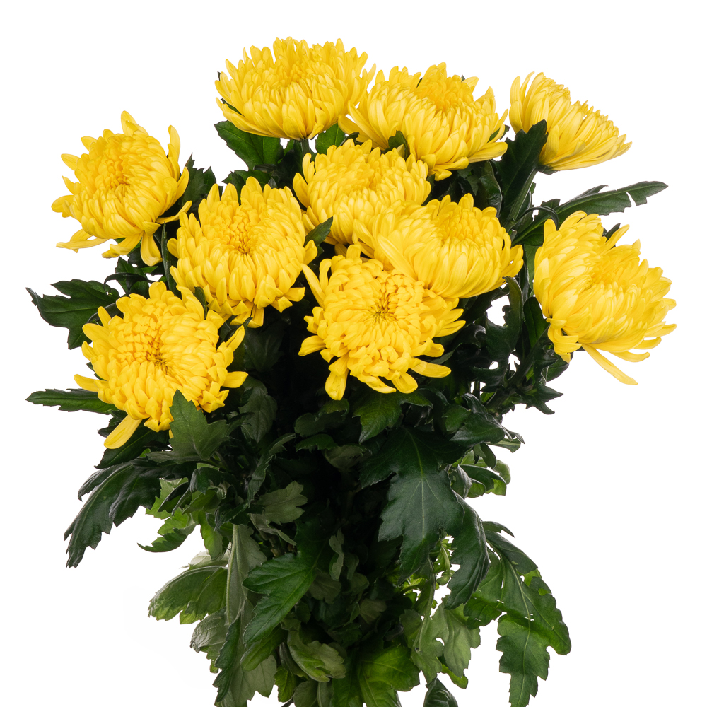 Хризантема однг маракуя