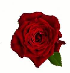 Роза однг ред-клотед бьюти