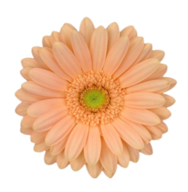 Гербера миноу