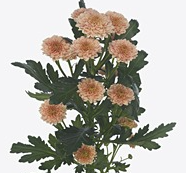Chrysanthemum santini miller salmon