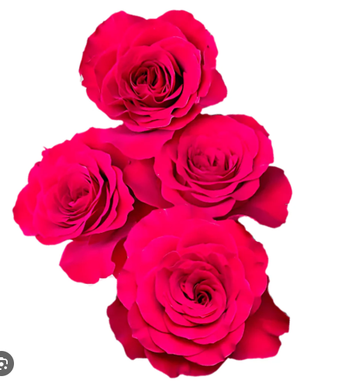 Роза куст белла лав росберри в Москве