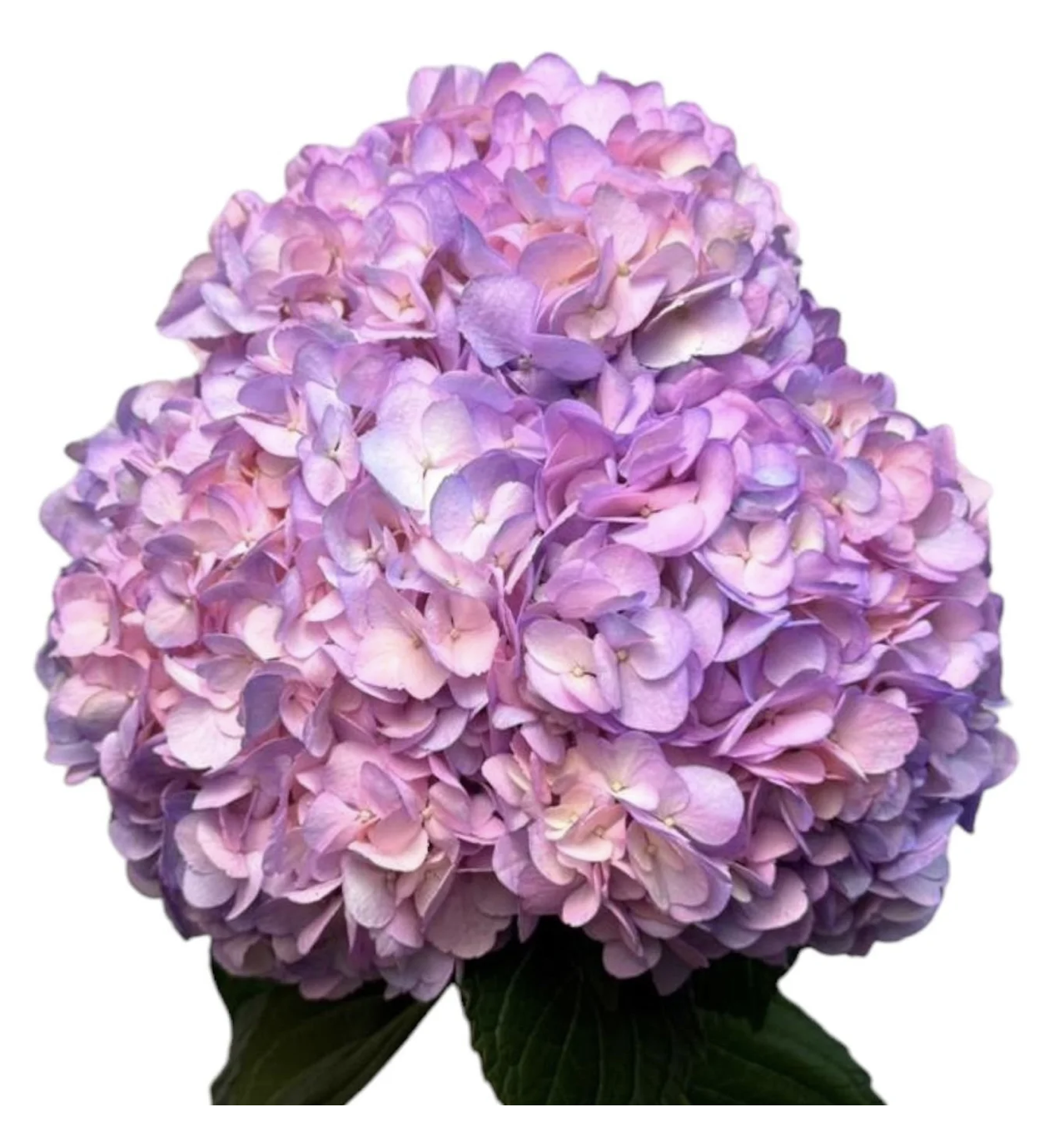 Hydrangea premium unicorn