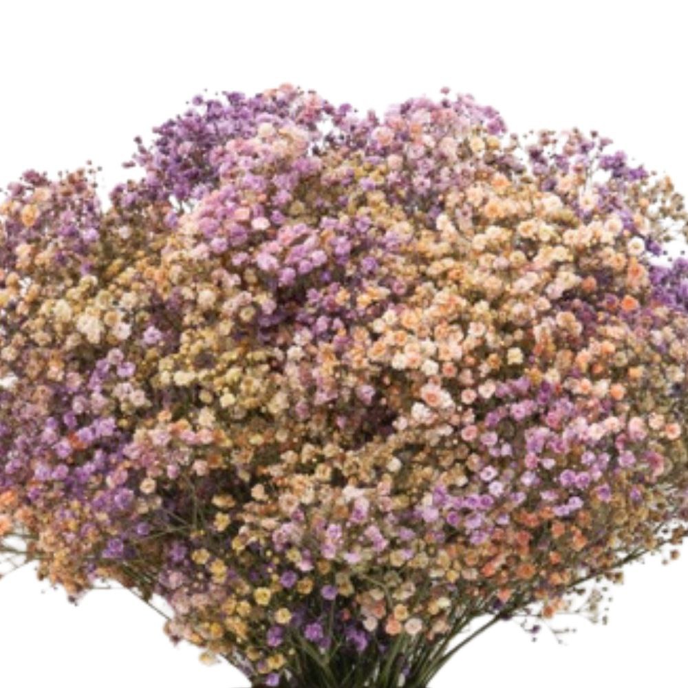 Гипсофила краш. экселенс рейнбоу отм в Москве